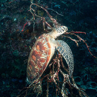 diver 85