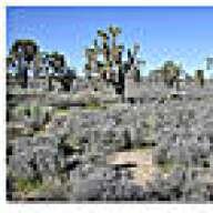 mohave_steve