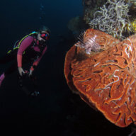 SpeckledGrouper