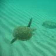 DiveInFlorida
