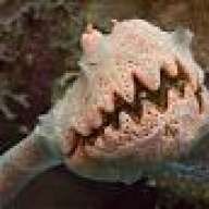 gustele