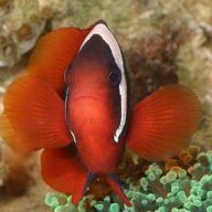 dorsal