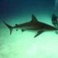 la_diver