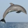 DolphinWannabe