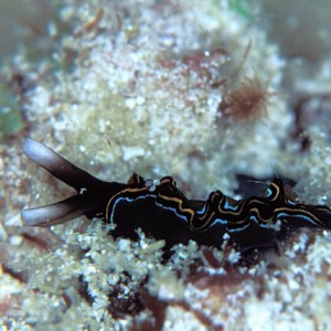 Mantanani - Nudibranch