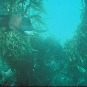 Diving Anacapa