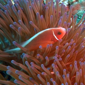Great Barrier Reef 2011