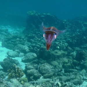Aruba 2011, Octopus & Squid