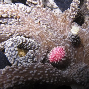Nudibranchs for searcaigh