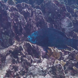 Aruba 2011/2