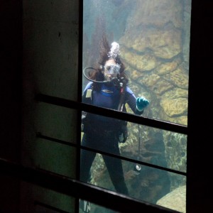 Diving The National Aquarium in Baltimore