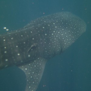 Whale Shark and Rays