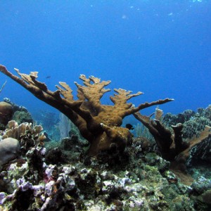 Elkhorn  Coral