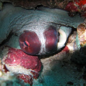 Octopus Eyes