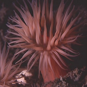 Ghost Anemone