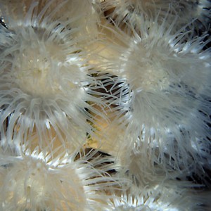 Metridium Anemone