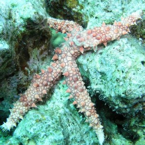 Hurghada starfish