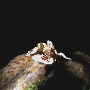 porcelein-crab