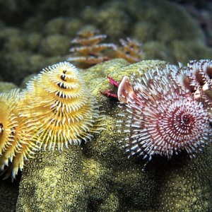 Christmastree Worms