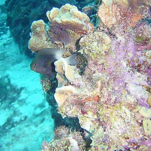 Bi Color Damsel and coral