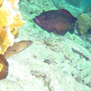 Golden Tailed Moray and Cooney Stand off