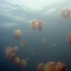 029_Jellyfish_below_Medium_