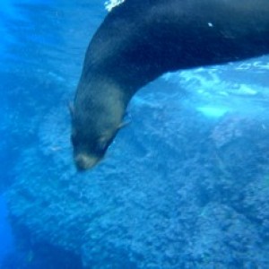 fur seal