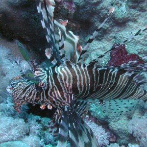 Scorpionfish