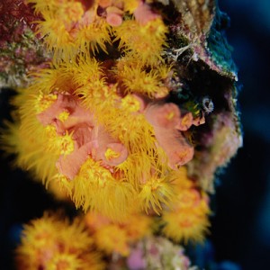 Cup Corals