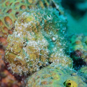 Can you see the Frogfish?