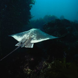 Bat Ray at Pyramid Cove