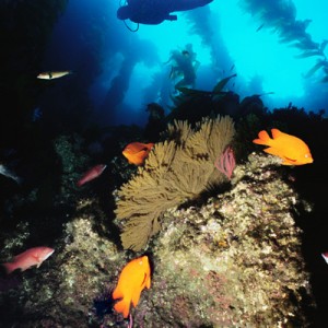 Diver and Reef Scene
