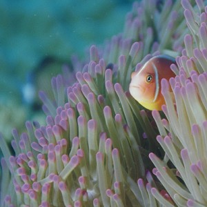Pink Anenomefish
