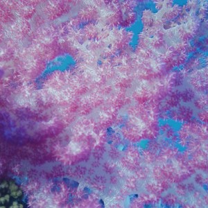 Soft Coral Closeup