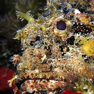 Scorpionfish Profile