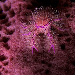 hairy-squat-lobster