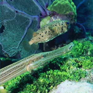 Coronet and Porcupinefish