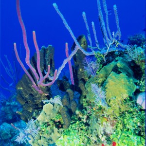 Reef Scene with Sponges and Corals