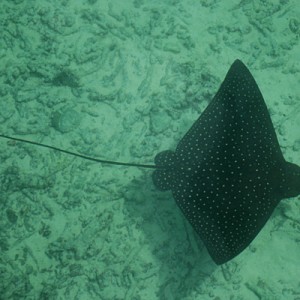 Eagle Ray from Above