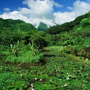 Water Lily Farm on Tahiti
