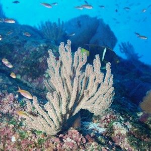 Coral on Reef at Las Animas