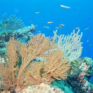 Baja Reef