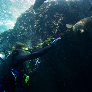 Sea Lion and Diver at Los Islotes, Baja