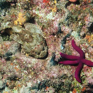 Scorpionfish and Star