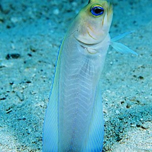 Jawfish 2