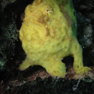 Yellow Frog - St. Vincent