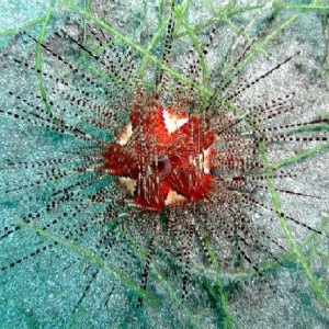Magnificent Urchin - St. Vincent