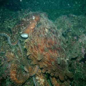 puget sound - giant pacific octopus