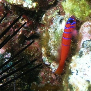 Bluebanded Goby - Close Crop