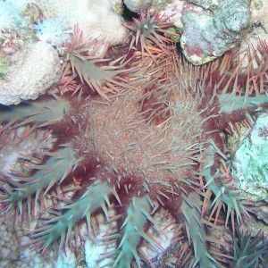 Spiky starfish